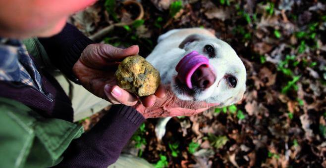 Truffle Hunting - Italy Marche Moreno Moretti