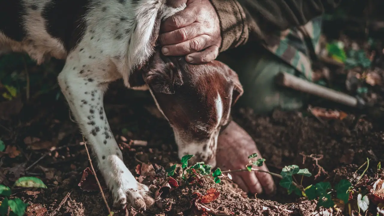 Truffle hunting dog with its nose in the dirt, searching for fresh truffles in Le Marche, Italy.